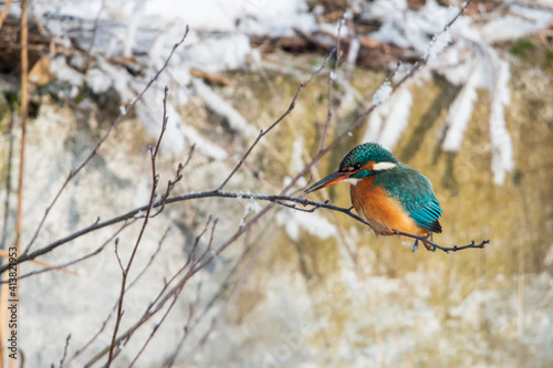 Zimorodek na gałęzi czekający na swoją zdobycz. Kolorowy ptak polujący na ryby przez cały rok. 