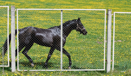 black horse walks in a paddock in spring