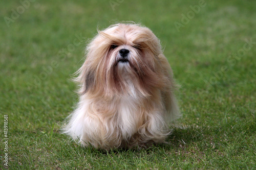 Lhasa Apso