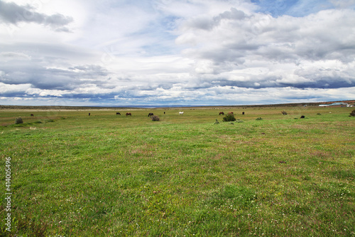 Horses in the green field of Patagonia, Chile