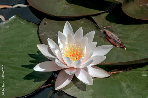 European White Waterlily (Nymphaea alba) in park, Laboe, Schleswig-Holstein, Germany