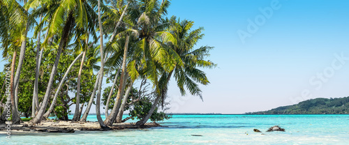 Beautiful coconut palm trees swaying on the beach of tropical atoll of the Society Islands in French Polynesia.
