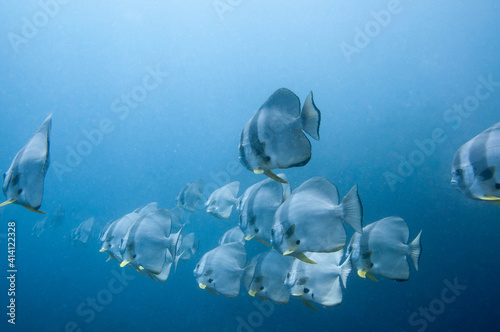 School of tropical silver fish Longfin Batfish (Platax teira) in the blue water