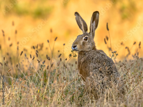 Lepus. Wild European brown hare on orange background
