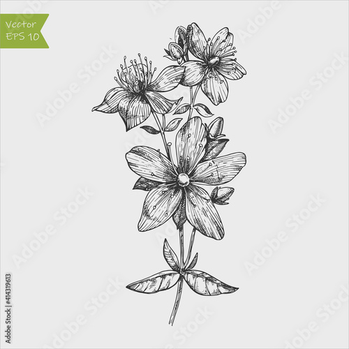 Tutsan plant background. Vector St. John's wort leaves and flowers illustration.