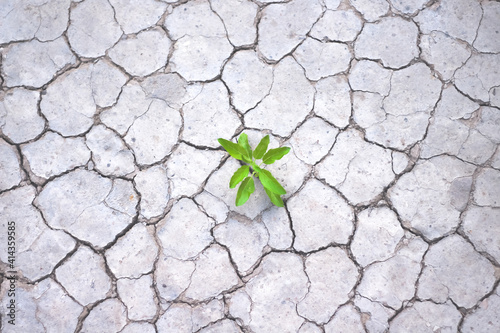 Small green plant growing on cracked soil texture nature drought season background