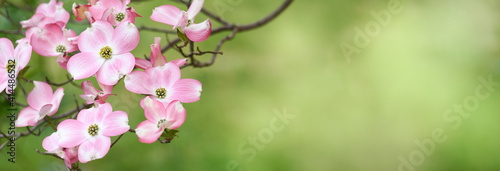 Spring pink flowers