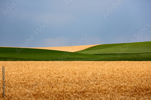 A field of golden yellow wheat crop, with a stripe of green stretches to the horizon on a farm located in scenic agricultural area of the state of Washington known as the Palouse.