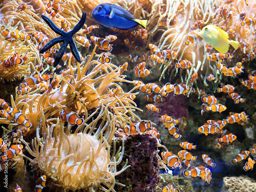 Underwater world in the coral reef with large yellow sea anemones, a blue starfish and many clown fish, (Amphiprion percula)