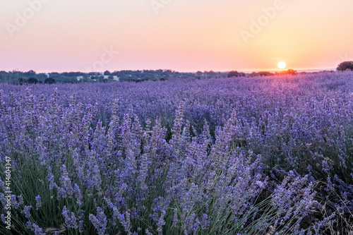 Lavender flowers in a field at sunrise, atmosperic landscape