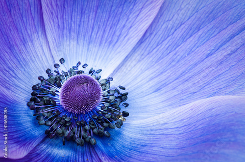 flower macro