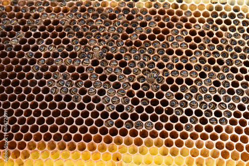 Bienenstock verhungert im Winter, Bienenhinterleiber ragen aus Honigwaben bei Futtersuche 