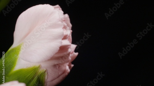 Kwiat, różowy kwiat, goździk, różowy goździk
