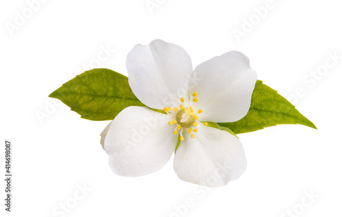 jasmine flower isolated