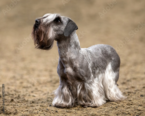 Cesky Terrier