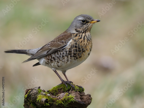 Fieldfare, Turdus pilaris