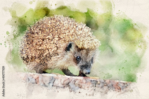 Cute hedgehog water paint image