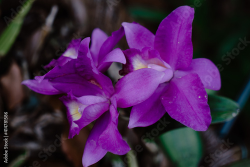 Selective focus shot of beautiful purple cattleya orchids