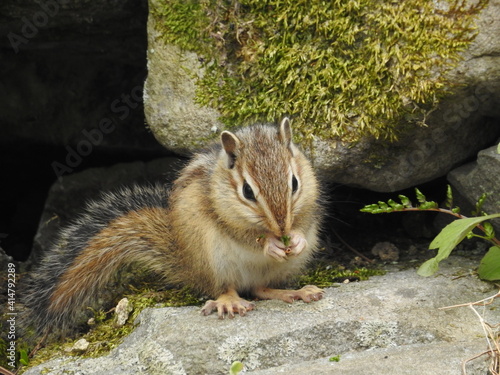 Wiewiórka