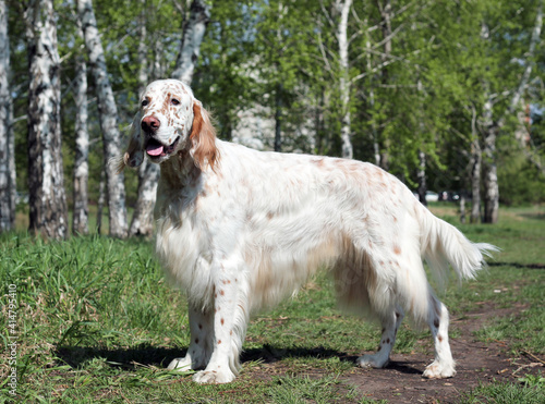 irish setter