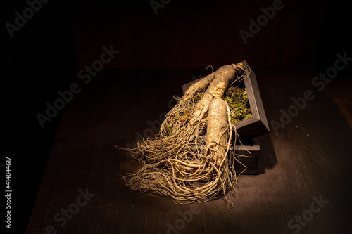 Northeast ginseng on dark background