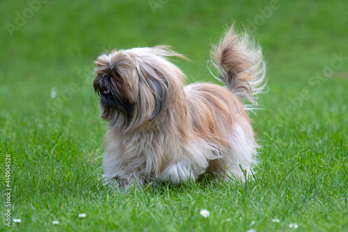 Lhasa Apso