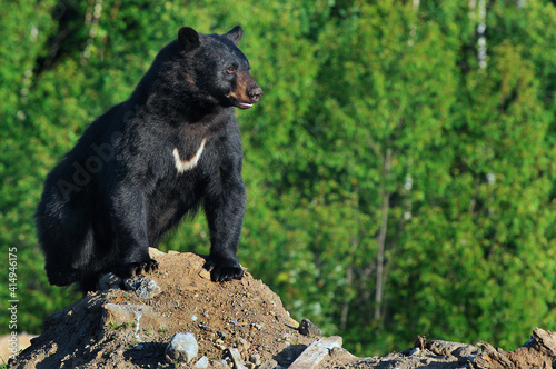 black bear sitting in the woods