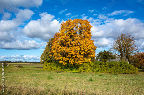 autumn colourful landscape with bright yellow tree in daylight with blue sky and clouds 