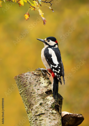 Great spotted woodpecker perched on a mossy birch tree