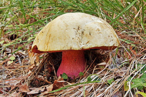 devil's bolete