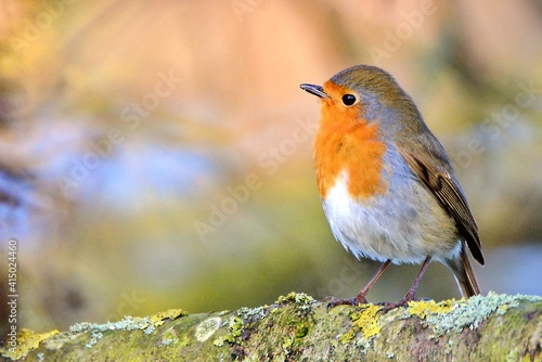 Robin (Erithacus rubecula)