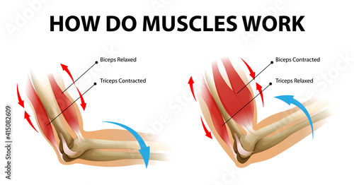 Movement process of the arm muscle (Biceps and Triceps)