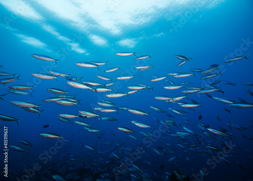 A school of Bluestreak fusilier fish (Neon fusilier) with the surface visible in the background