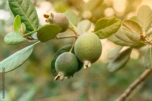 Ripe feijoa fruits on a tree (lat. Acca sellowiana). Fresh feijoa, almost ready to harvest.