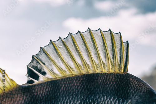 Dorsal fin of a perch, toned