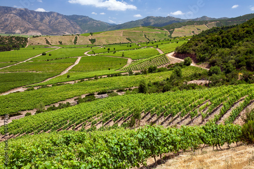 Vineyards in the Colchagua Valley - Chile