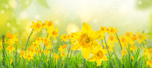 Yellow daffodils in spring background on bokeh blurred green,fresh landscape.