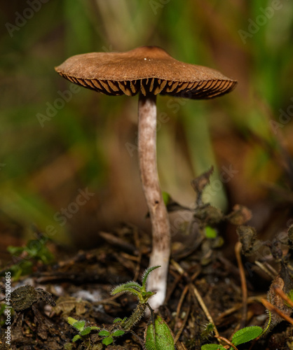 small brown mushroom in forest undergrowth