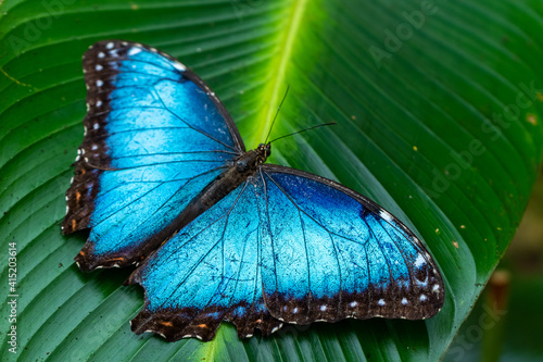 Beautiful close up view of the electric blue morpho butterfly in Costa Rica
