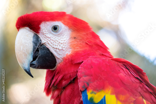 Guacamaya