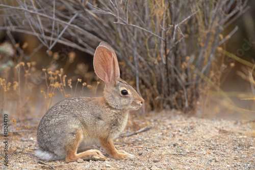 Desert Cottontail (Sylvilagus audubonii)