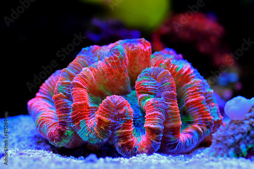 Rainbow coloration open brain LPS coral - Wellsophyllia radiata