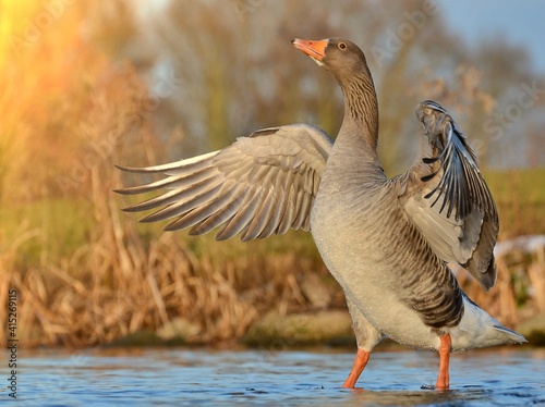 Greylag goose (anser anser)