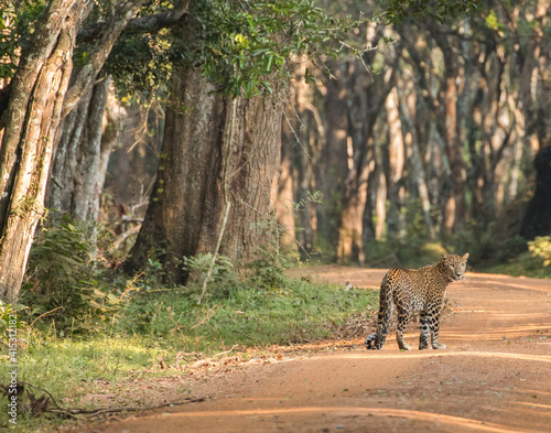 beautiful female sri lankan leopard (Panthera pardus kotiya) looking back over its shoulder standing in tree alle in picteresque setting in its natural habitat wilpattu national park sri lanka