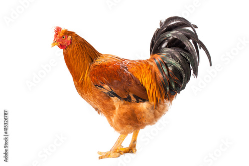 capon cock standing on white background.