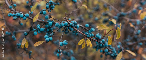 Ripe sloe berries with green leaves on bush branches in the autumn season