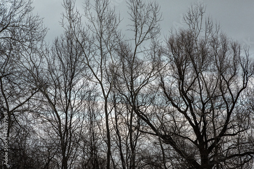 Pattern of dried tree braches texture against white empty sky. Silhouette of brach of tree.