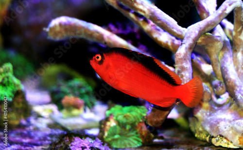 Red Brilliant Flame Hawkfish - (Neocirrhites armatus) 