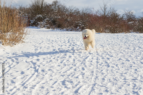 Samoyed - Samoyed beautiful breed Siberian white dog. The dog runs along a snowy road and has his tongue out. There are snow-covered bushes around.