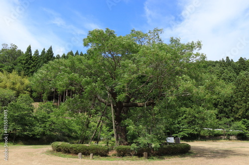 西根の大栴檀（センダン）、宮城県角田市高倉新町